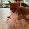 Purrs Santas Beard