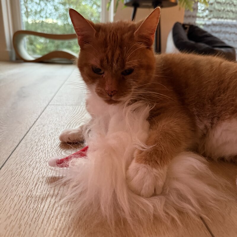 Purrs Santas Beard