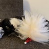 Purrs Santas Beard
