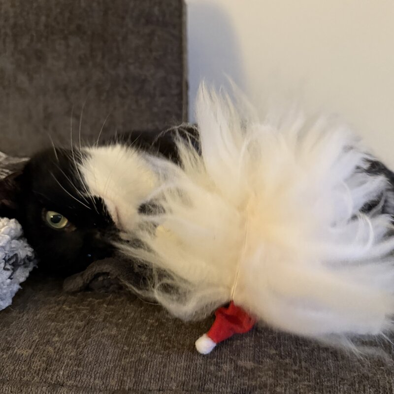 Purrs Santas Beard
