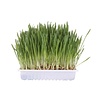 Trixie Cat grass