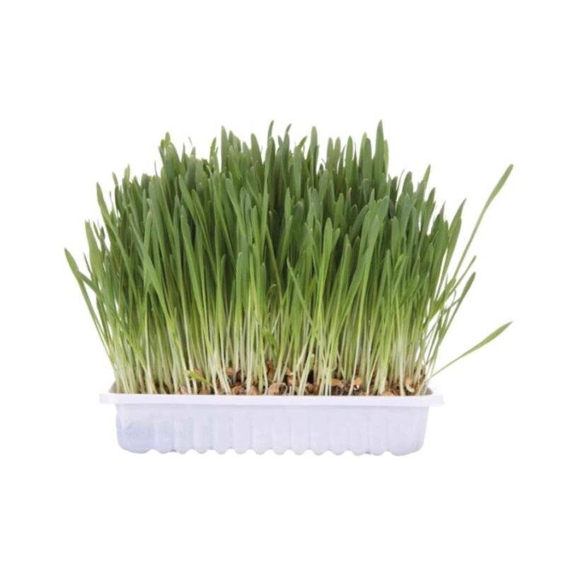 Trixie Cat grass