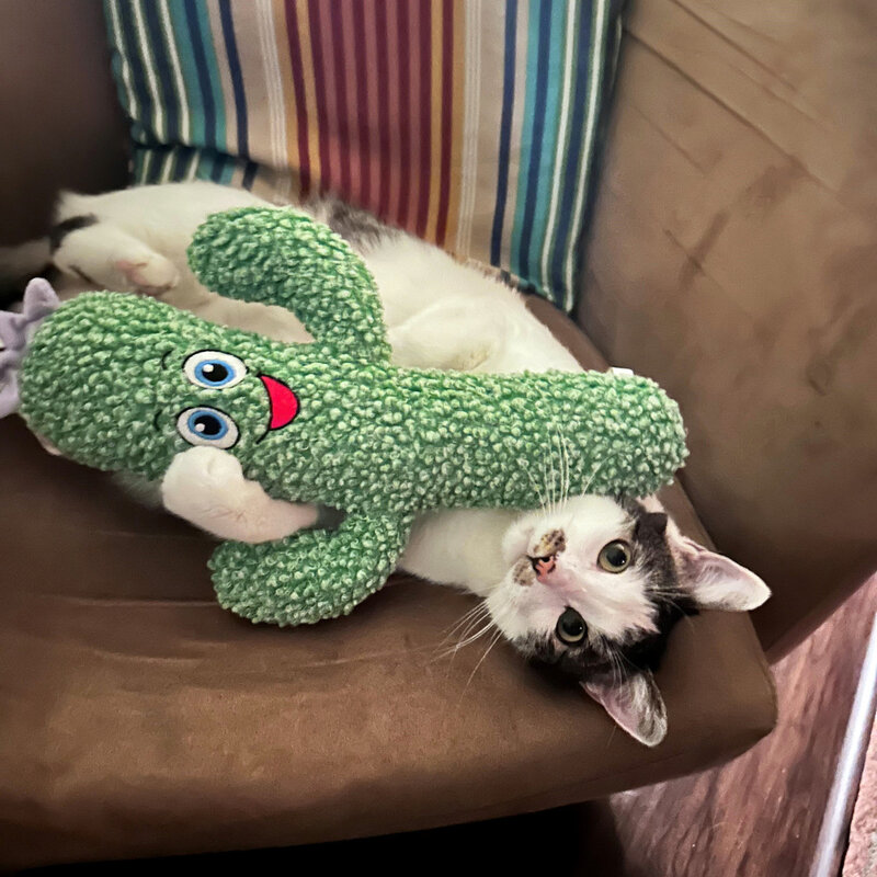 Kong Kong Kickeroo Cactus