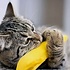 Catnip voor katten