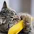 Catnip voor katten