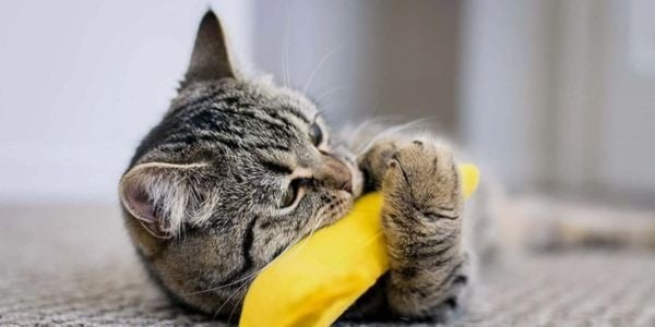Catnip voor katten