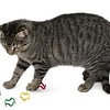Cat Crazies