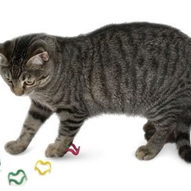 Cat Crazies