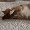 Purrs Purrs Billy Goat Puff