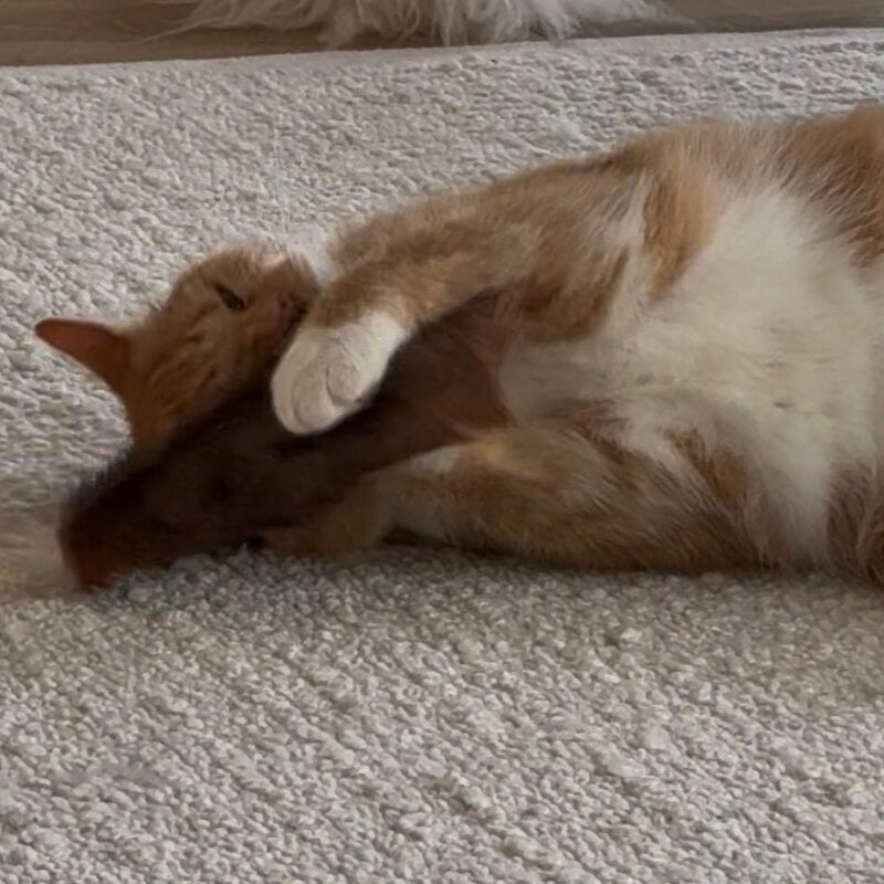 Purrs Purrs Billy Goat Puff