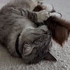 Purrs Purrs Billy Goat Puff