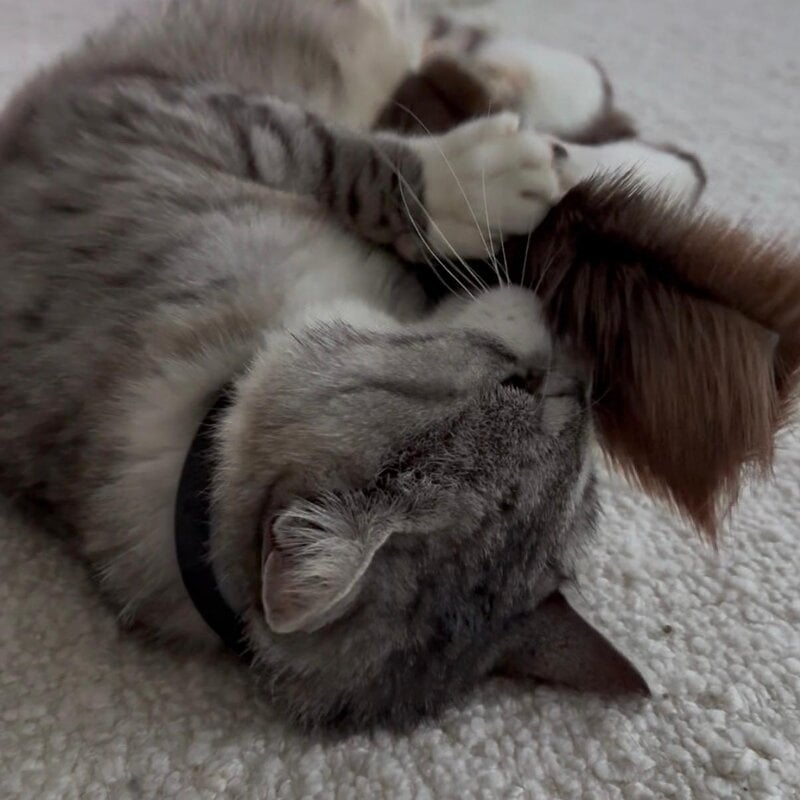 Purrs Purrs Billy Goat Puff