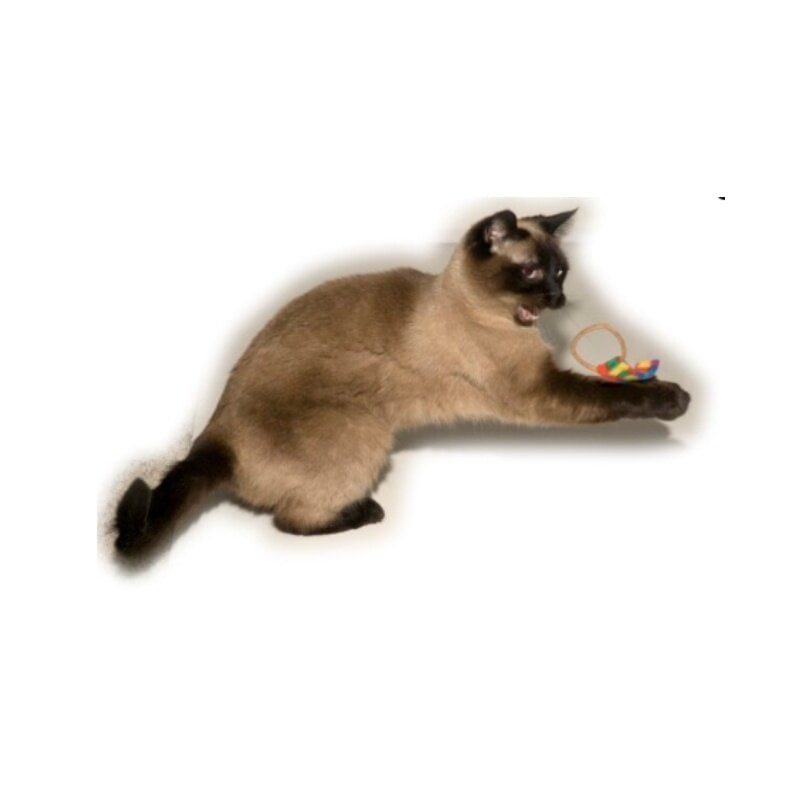 CatDancerProducts Ring Tail Chaser