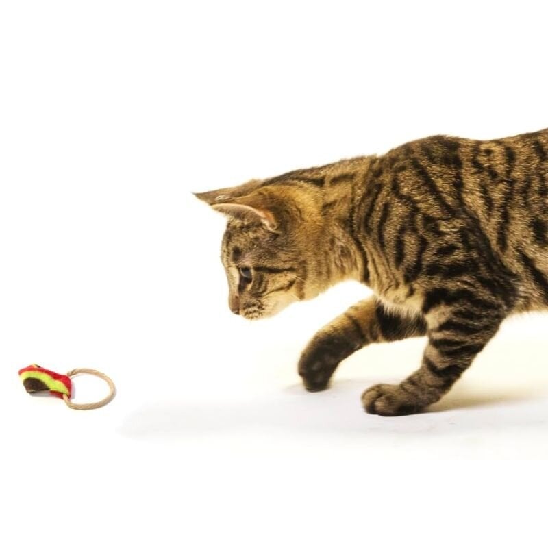 CatDancerProducts Ring Tail Chaser