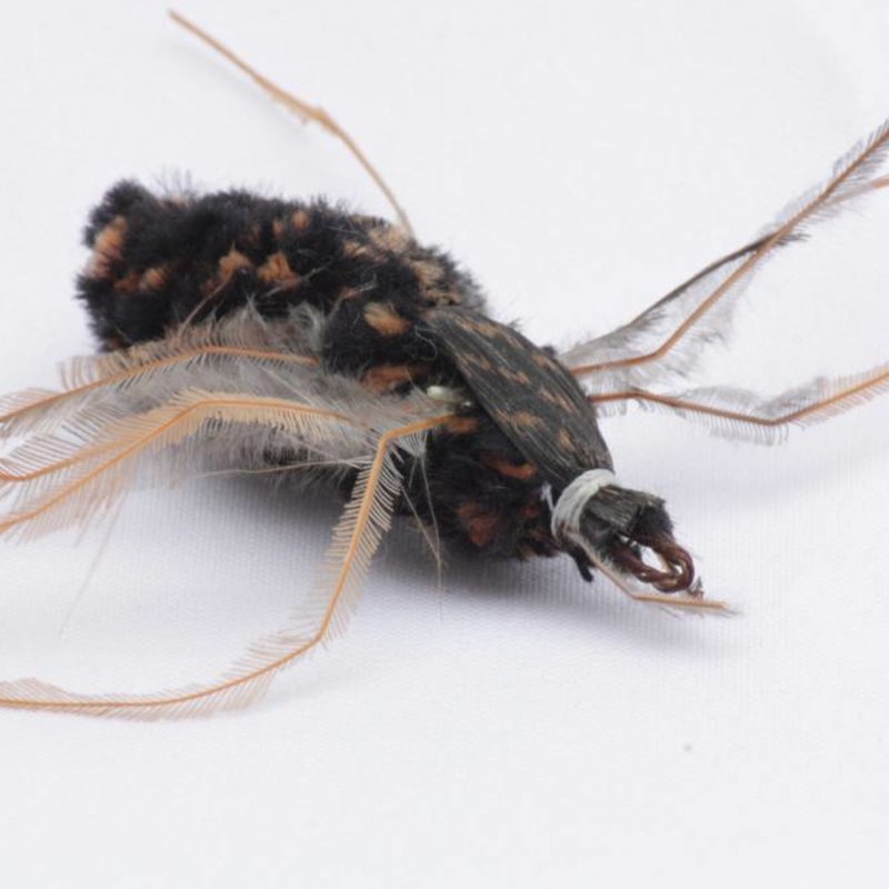 House Spider