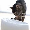 Lucky Kitty Ceramic cat fountain