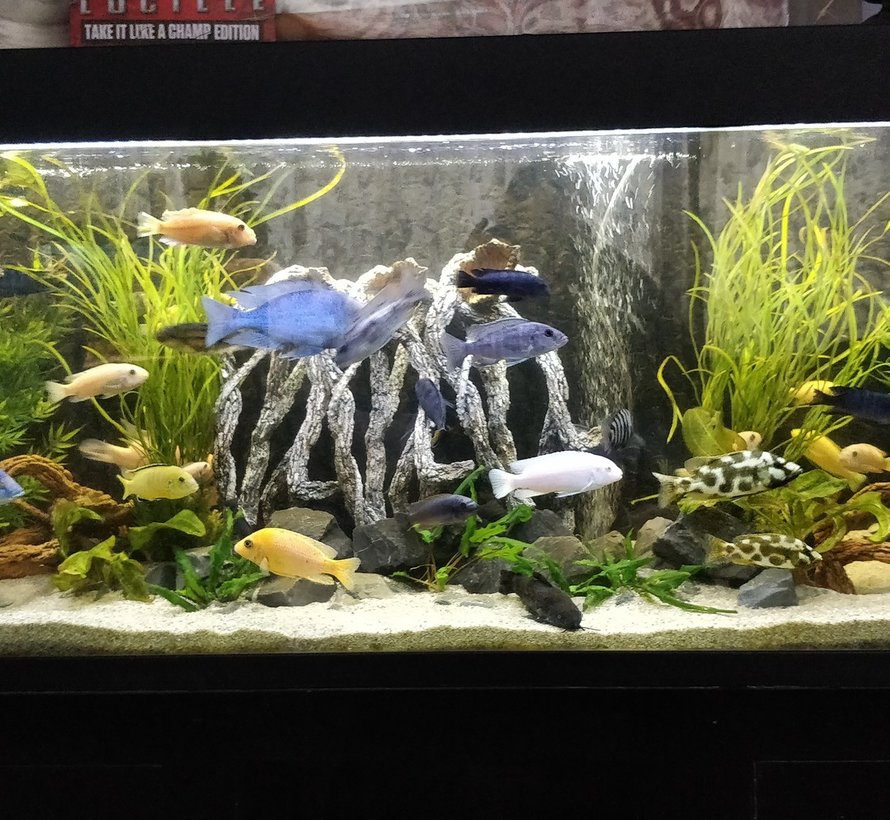 12 volt Cichlide aquarium LED verlichting  (dubbele ledstrip) alle lengtes.