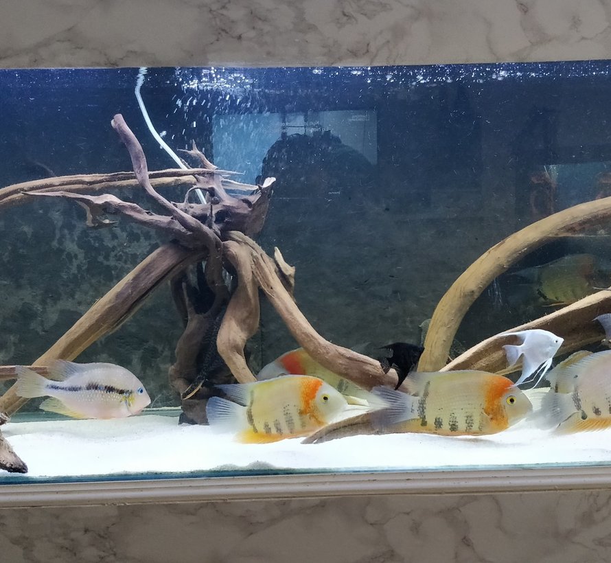 12 volt Cichlide aquarium LED verlichting  (dubbele ledstrip) alle lengtes.
