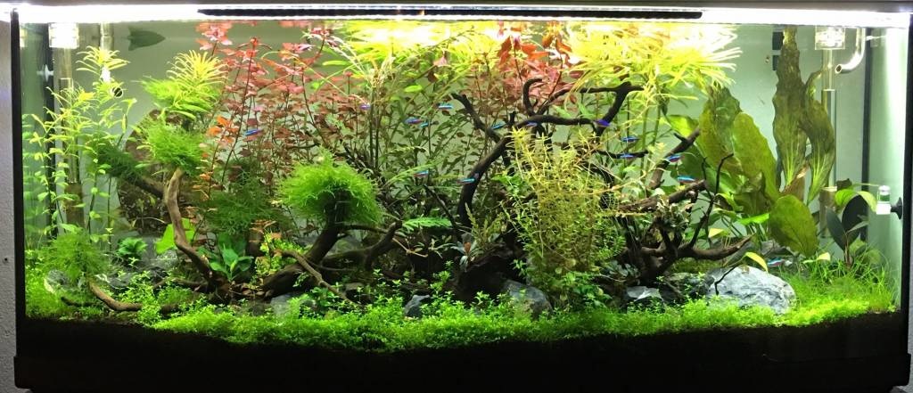 Aquarium met planten led verlichting van Buyatjohn