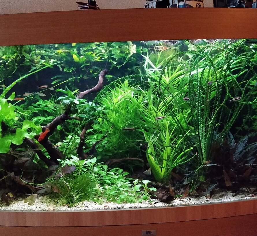 24 Volt Plantenverlichting Set met Combi LED Balken – Warm Wit & Koud Wit voor Optimale Plantengroei