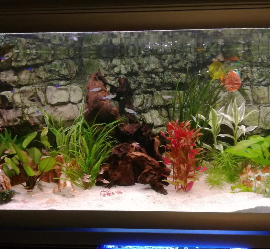 24 volt Cichlide set met combi led balken 6500K + 12000K