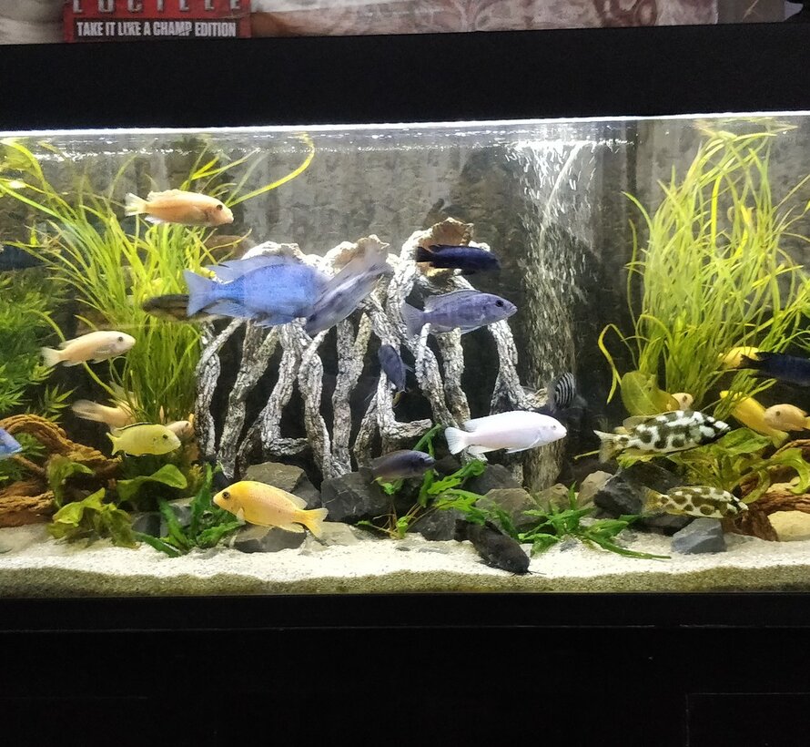 12 volt Cichlide combi set 1 x RGBWW en 1 combi led balk