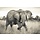 Fotobehang vlies 4-529  Elephant