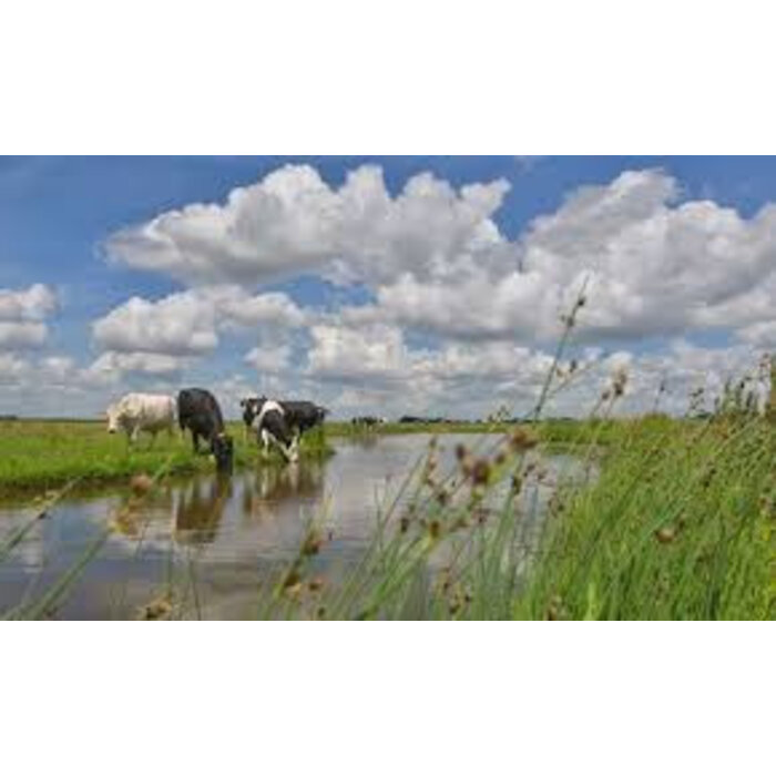 Noordwand  Holland Fotobehang Koeien Langs De Sloot 2128