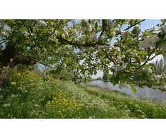 Noordwand  Holland Fotobehang Appeldijkje Betuwe 5789