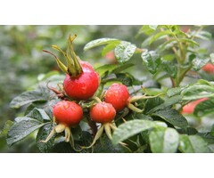 Noordwand  Holland Fotobehang Rozebottels 4088