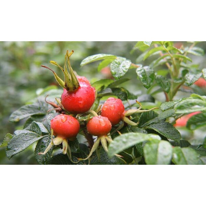 Noordwand  Holland Fotobehang Rozebottels 4088