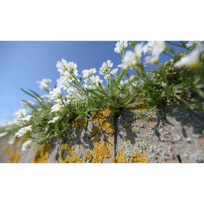 Noordwand  Holland Fotobehang Muurbloemen 5090