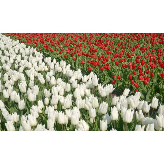 Noordwand  Holland Fotobehang Tulpen Wit en Rood 8123