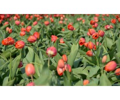 Noordwand  Holland Fotobehang Tulpen Rood III 8133