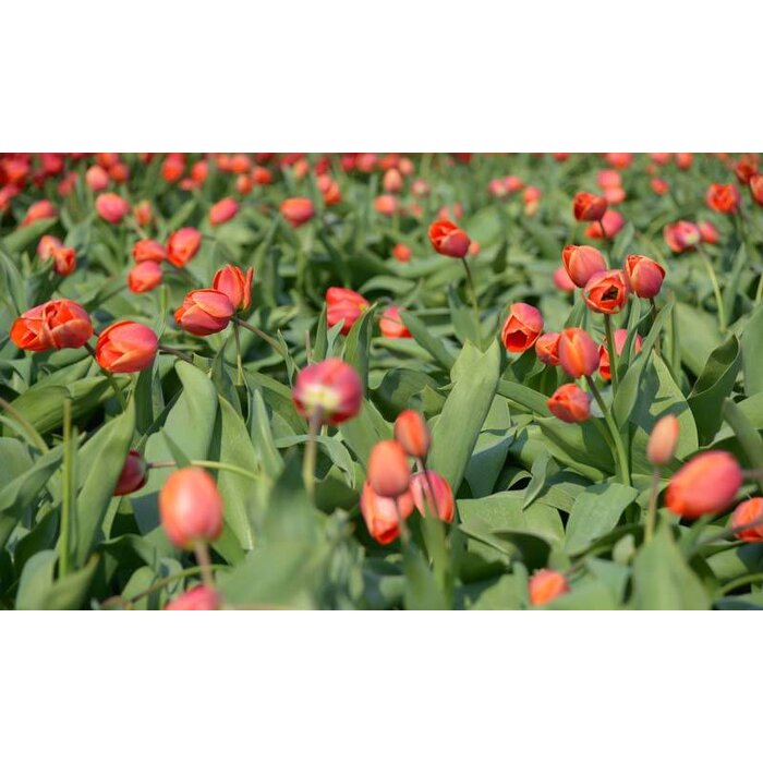 Noordwand  Holland Fotobehang Tulpen Rood III 8133