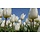 Holland Fotobehang Tulpen Wit 8179