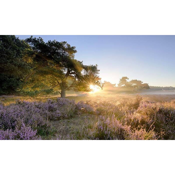 Noordwand  Holland Fotobehang Ederheide Zonsopgang 2152