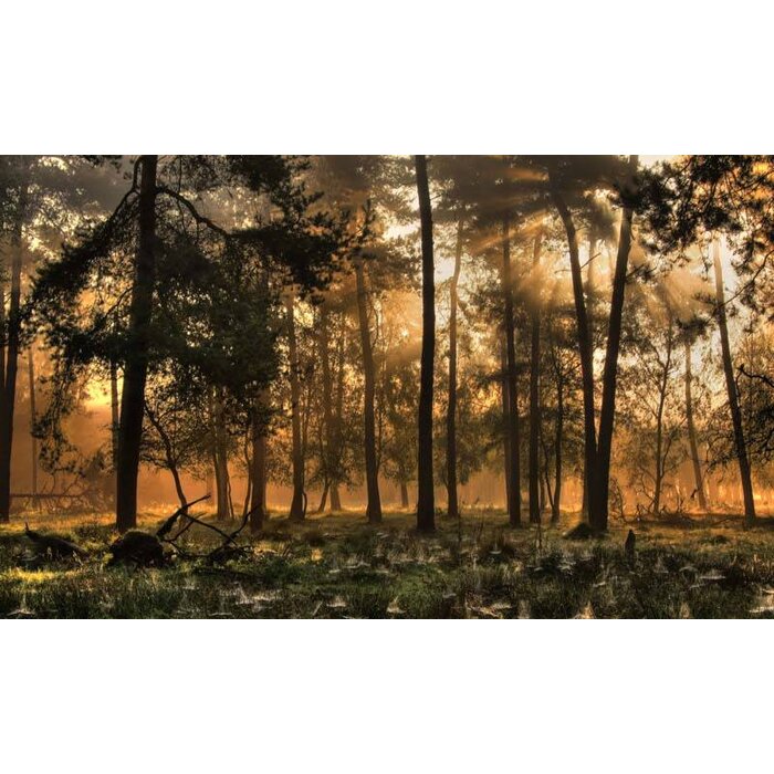 Noordwand  Holland Fotobehang Herfstochtend 0224