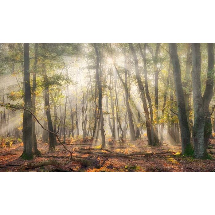 Noordwand  Holland Fotobehang Mistig Herfstbos 4707