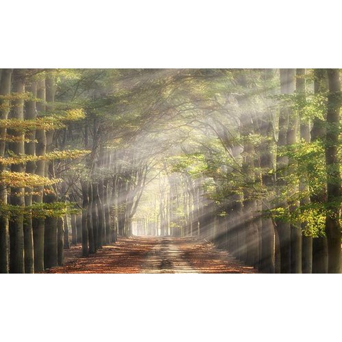 Noordwand Holland Fotobehang Beukenlaantje in de Herfst 4714 Noordwand Holland Fotobehang Beukenlaantje in de Herfst 4714