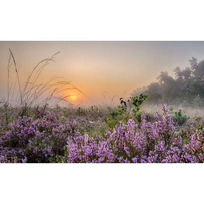 Noordwand  Holland Fotobehang Planken Warmbuis 8599