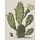 Painted Memories Mural Blooming Cactus 8013