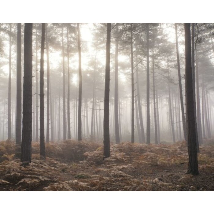 Noordwand  Fotobehang met bos in de mist  G78426