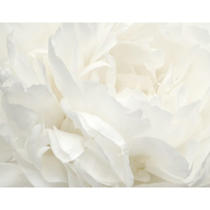 Noordwand  Fotobehang met grote witte bloem Artikelnummer: G78424