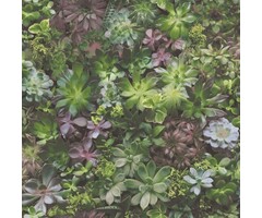 Behang vetplanten 7322