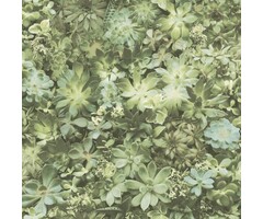 Behang vetplanten 7320