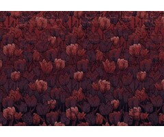 Fotobehang Tulipe  HX8-051