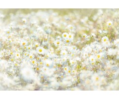 Fotobehang Daisies
