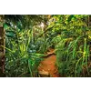 Fotobehang Jungle Trail