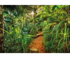 Fotobehang Jungle Trail